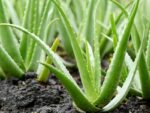 Sukulent Aloe Vera roślina do terrarium dla gadów pustynnych - obrazek 3