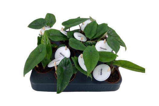 43f8c80290330dfe228d58c25b9f3b7a Alocasia alokazja scalprum 10cm - obrazek 1