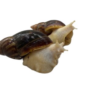 Ślimak afrykański olbrzymi Lissachatina Achatina fulica
