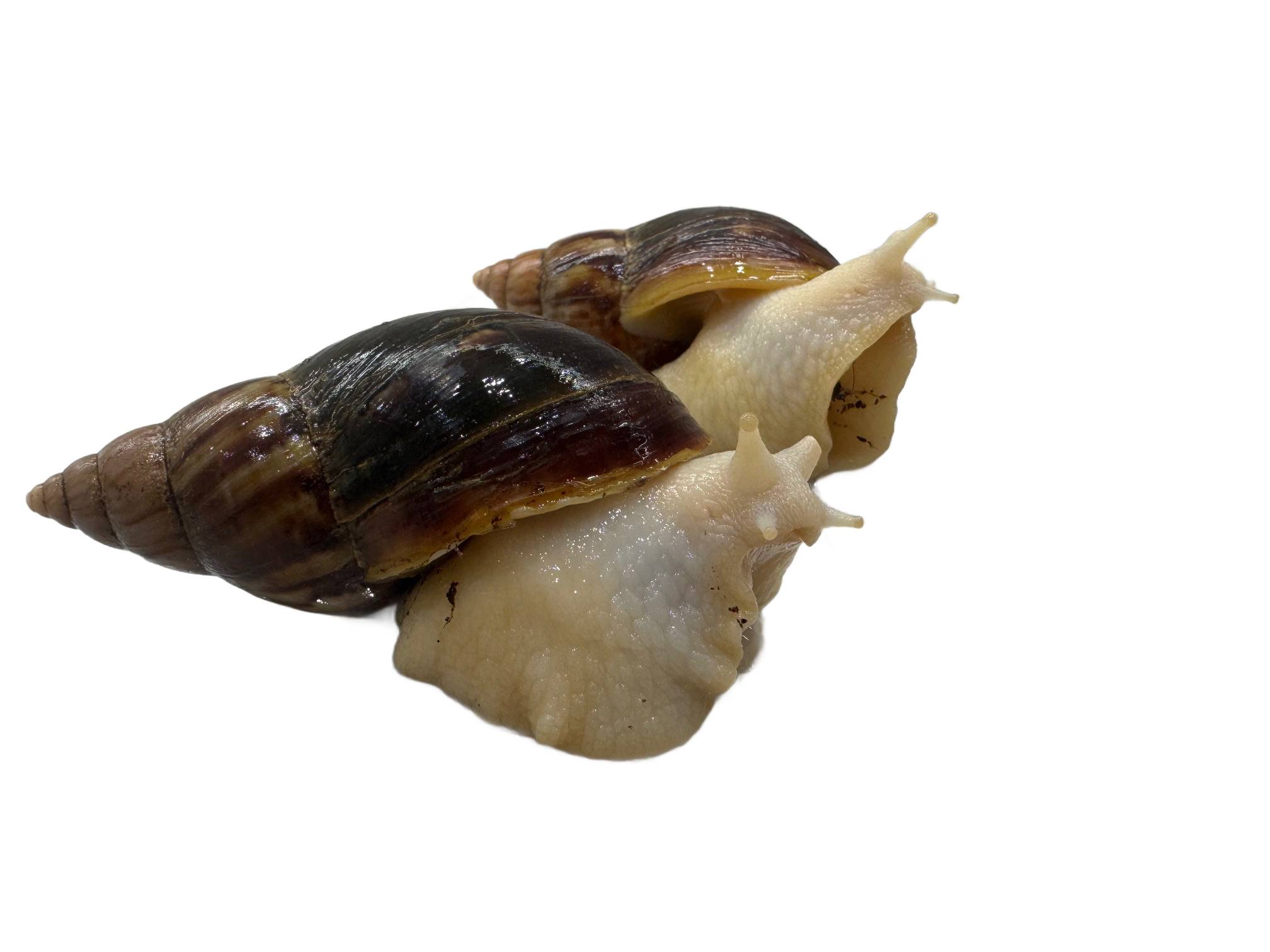 Ślimak afrykański Achatina Ślimak afrykański olbrzymi Lissachatina Achatina fulica