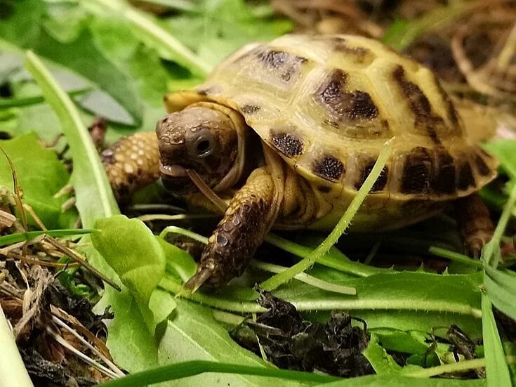 49 Żółwie stepowe Testudo Horsfieldii z 2023r. - obrazek 1