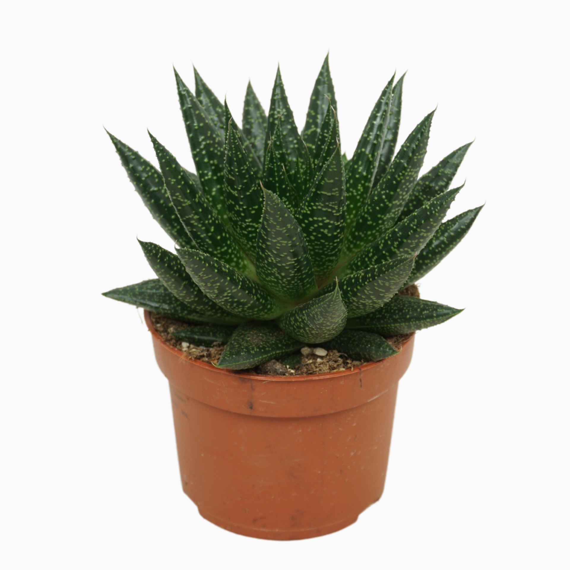 4991959b4563f4b3b63e9cc64a5f45c6 Sukulent Gasteria D due roślina do terrarium dla gadów pustynnych - obrazek 1