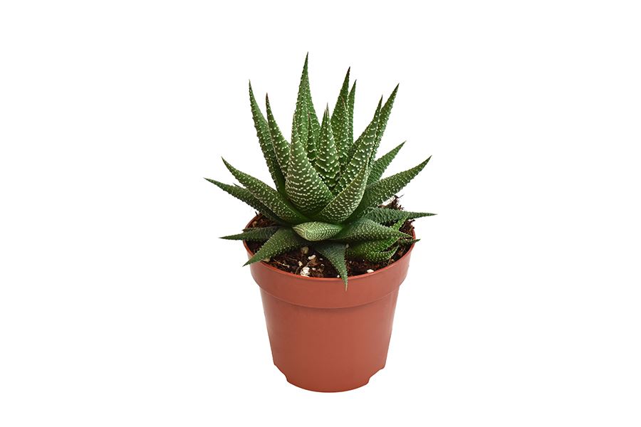 4b6e8e6236ffe4c38f77b40cc1e3ac49 Sukulent Haworthia 'Universe' roślina do terrarium dla gadów pustynnych - obrazek 1
