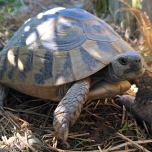 testudo hercegovinensis żółw dalmatyński