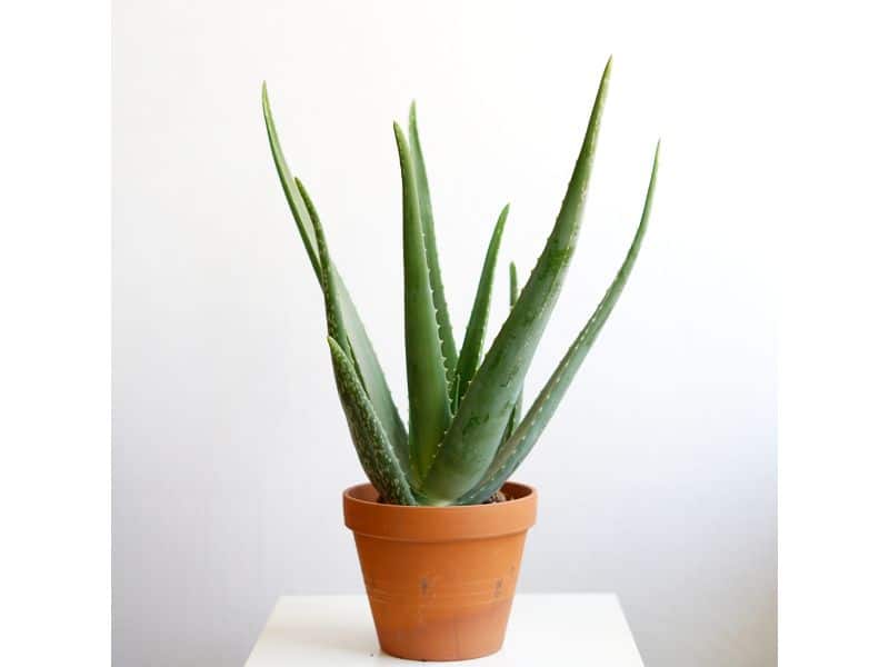 xr:d:DAF-SRQYOY8:8,j:7461759014148854076,t:24030118 Sukulent Aloe Vera roślina do terrarium dla gadów pustynnych - obrazek 1