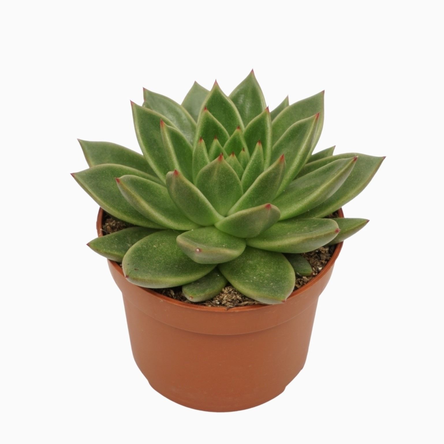 505d84122ac498a22c924f04f16d35f2 Sukulent Echeveria agavoides roślina do terrarium dla gadów pustynnych - obrazek 1