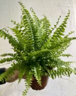 Nephrolepis exaltata Green Lady dekoracyjna paproć