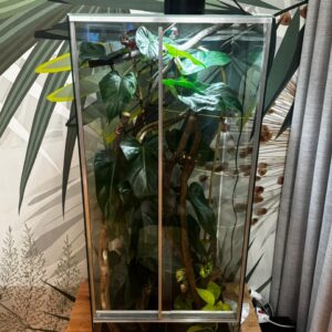 Terrarium 40x40x60 dla gekona orzęsionego w środku epipremnum do terrarium dla kameleona