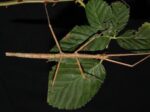 Patyczak rogaty Medauroidea extradentata - obrazek 3
