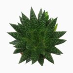 Sukulent Gasteria D due roślina do terrarium dla gadów pustynnych - obrazek 3
