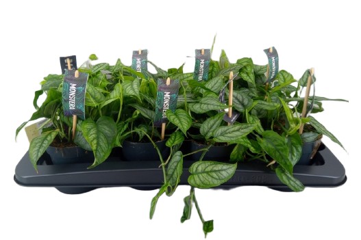 58d63e0f18b71209667ee6b73523c8c4 Monstera siltepecana monstera srebrzysta wys. ok. 20cm - obrazek 1