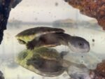 Wodno-lądowy żółw wężoszyi Chelodina reimanni - obrazek 4