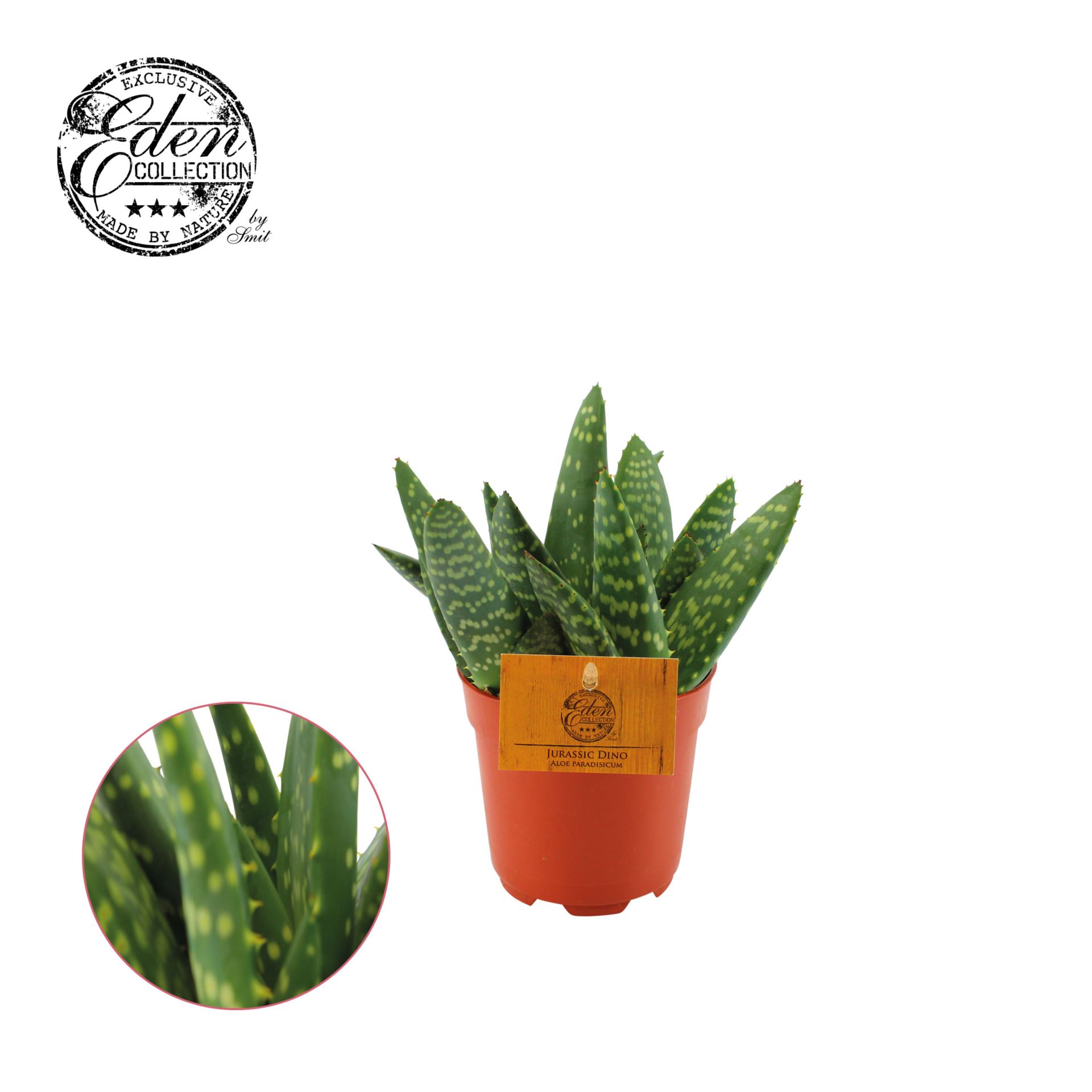 5c275b2cf7405aa07ef72dbafedca931 Sukulent Aloe paradisicum roślina do terrarium dla gadów pustynnych - obrazek 1