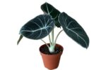 Alocasia alokazja Black Velvet - obrazek 2