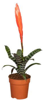 Bromelia Vriesea Era