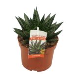 Sukulent Gasteria D due roślina do terrarium dla gadów pustynnych - obrazek 2