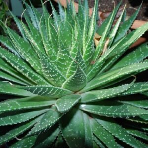 Sukulent Aloe Aristata