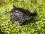 Wodno-lądowy żółw chiński Mauremys reevesii - obrazek 3