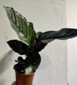 Calathea Kalatea Calathea Ornata Sanderiana wys 40cm