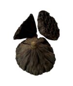 Suszony lotos L 8cm do terrarium