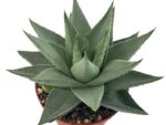 Sukulent Haworthia Savanna roślina do terrariów pustynnych