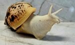 Ślimak afrykański olbrzymi Lissachatina (Achatina)
