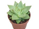 Sukulent agave Ebony Echeveria roślina do terrarium dla gadów pustynnych