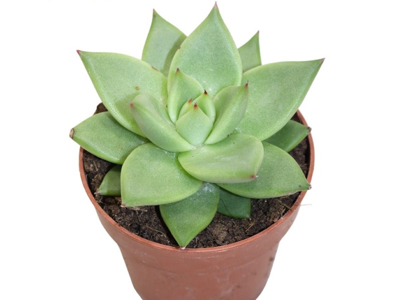 73633ed738e28df803cd303d7d188953 Sukulent agave Ebony Echeveria roślina do terrarium dla gadów pustynnych - obrazek 1