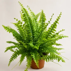 Nephrolepis exaltata Green Lady — paproć do terrarium, zdjęcie 1