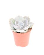 Sukulent Echeveria 'Pollux' roślina do terrarium dla gadów pustynnych