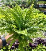 Nephrolepis exaltata Green Lady paproć do terrarium