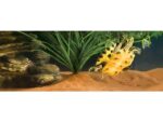 Podłoże dla żółwi wodnych Riverbed Sand 4,5kg Exoterra - obrazek 2