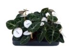 Alocasia alokazja Black Velvet