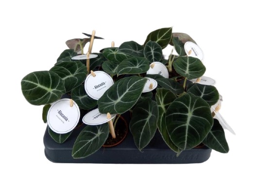 853cbc57558f0ffd9a0e8818e8d9568f Alocasia alokazja Black Velvet - obrazek 1