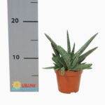Sukulent Gasteria carinata var. verrucosa do terrarium dla gadów pustynnych - obrazek 3