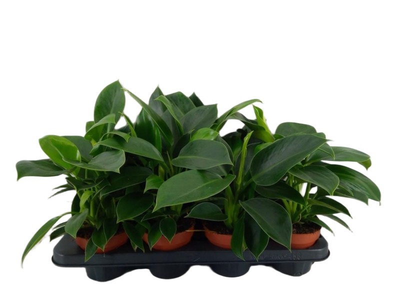 8867baf1ad371b0e8dc1f190f5211a56 Philodendron 'Green Princess' filodendron wys 30cm - obrazek 1