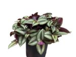 Tradescantia zebrina Purpusii – trzykrotka pasiasta Purpusii wys do 18cm