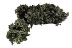 Tradescantia zebrina Purpusii – trzykrotka pasiasta Purpusii wys do 18cm - obrazek 2