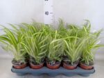 Zielistka Chlorophytum comosum Variegatum 35cm - obrazek 2
