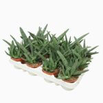 Sukulent Gasteria carinata var. verrucosa do terrarium dla gadów pustynnych - obrazek 2