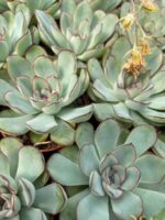 Sukulent Echeveria roślina dla gadów pustynnych - obrazek 2