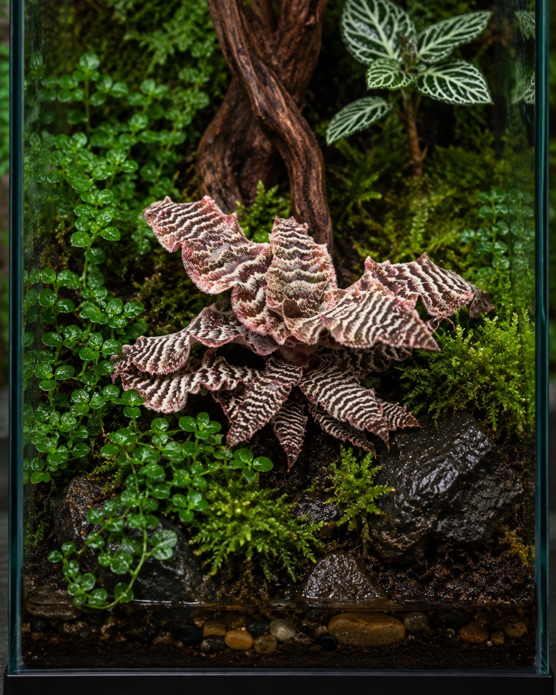 Pasiasty Cryptanthus zonatus w aranżacji terrarium tropikalnego — inspiracja