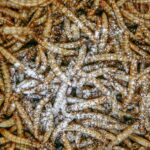 Sera Reptimineral C witaminy i minerały dla gadów - obrazek 2