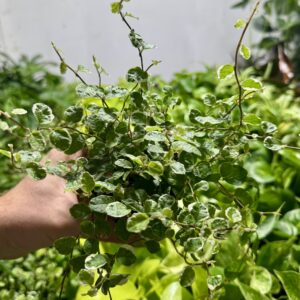 fikus ficus zielono-białe pnącze