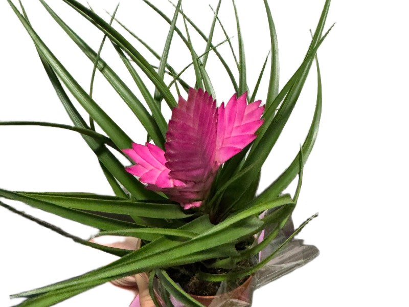 Bromelia oplątwa niebieskawa – tropikalna ozdoba Twojego wnętrza — zdjęcie oferowanej rośliny