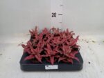 Bromelia Cryptanthus bivittatus Red Star - obrazek 2