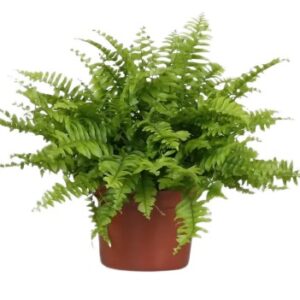 Nephrolepis exaltata Green Moment — paproć do terrarium, zdjęcie 1