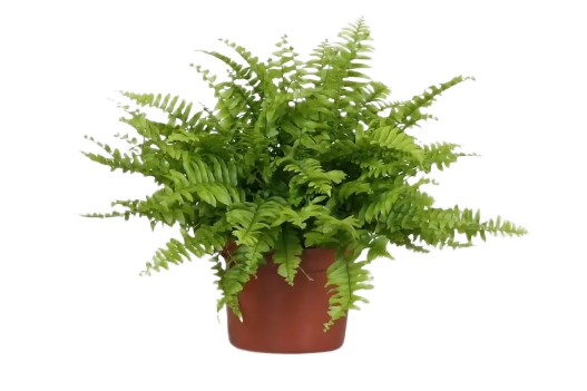 9815a622322cac70575f6f86329a2b61 Nephrolepis exaltata Green Moment dekoracyjna paproć 30cm - obrazek 1