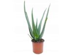 Sukulent Aloe Vera roślina do terrarium dla gadów pustynnych - obrazek 2