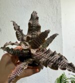 bromelia pielęgnacja